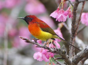 Mrs Gould's Sunbird - South Vietnam Birding Tour