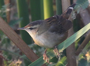 Pallas's Grasshopper Warbler - Cambodia Birding Tour