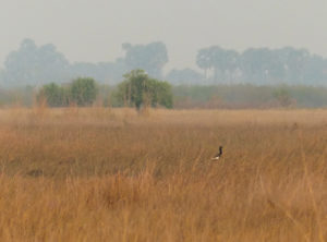 Bengal Florican in the Grasslands - Cambodia Birding Tour