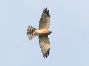 Chinese Sparrowhawk - Thailand Raptor Migration Birding Tour
