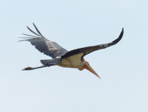 Greater Adjutant - Cambodia Birding Tour