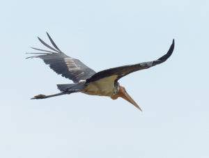 Greater Adjutant - Birding Tour