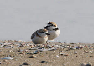 Malaysian Plovers - Thailand Birding Tours