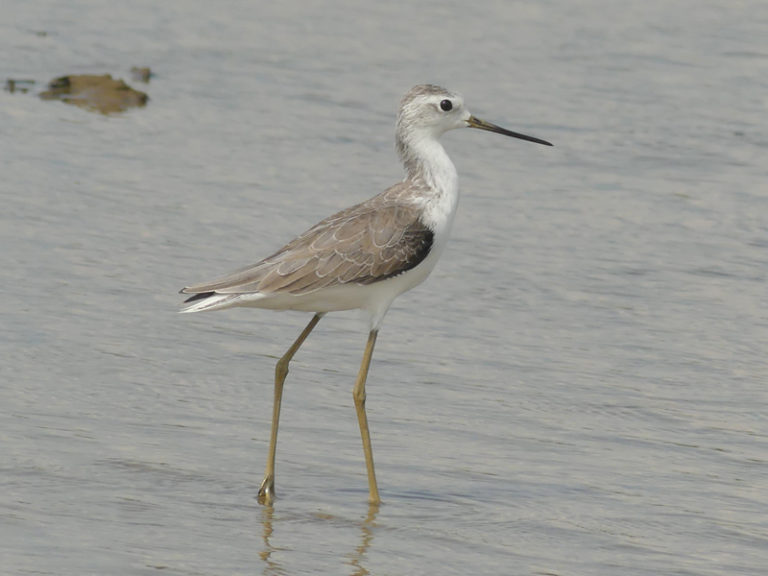 Central and Northern Thailand Birding Tour - Calidris Birding Tours