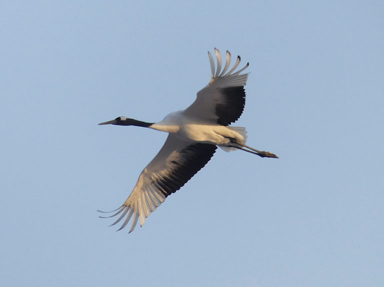 South Korea Winter Birding Tour - Calidris Birding Tours