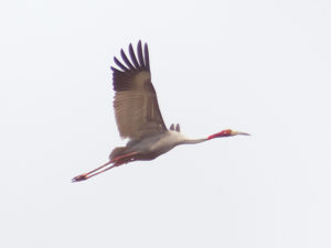 Sarus Crane - Cambodia Birding Tour
