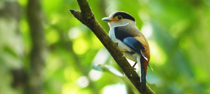 Silver-breasted Broadbill