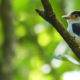 Silver-breasted Broadbill