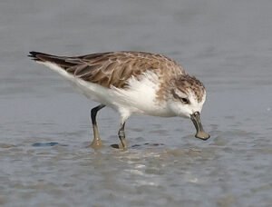 Spoon-billed Sandpiper - Central and Northern Thailand Birding Tour Spoon-billed Sandpiper, Calidris pygmaea