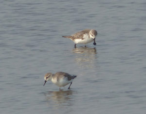 Spoon-billed Sandpiper & Red-necked Stint - Thailand Birding Tour