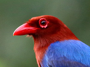 Sri Lanka Blue Magpie - Sri Lanka Endemics Birding Tour