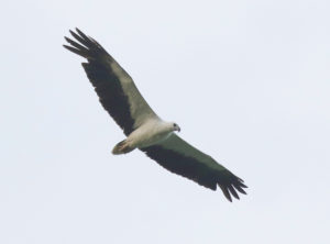 White-bellied Sea Eagle - Raptor Birding Tour