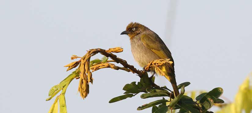 Davison's Bulbul - Myanmar Birding Tour