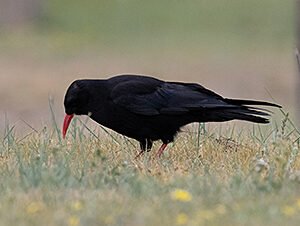Red-billed Chough