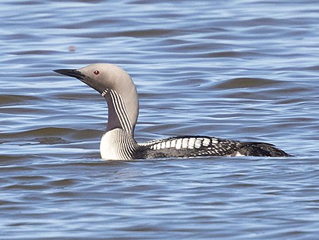 Black-throated Diver, Gavia arctica - Mongolian birding trip