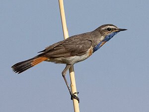 Bluethroat