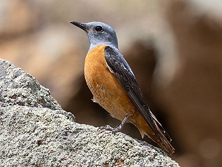 Common Rockthrush, Monticola saxatilis - Mongolia birding tour
