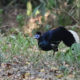 Crested Fireback