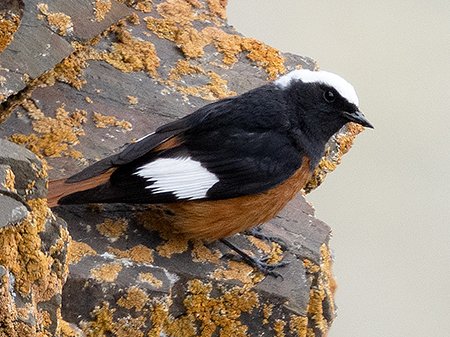 Guldenstadt's Redstart (White-winged Redstart), Phoenicurus erythrogastrus - Mongolia bird watching tour