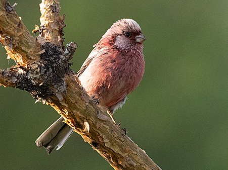 Long-tailed Rosefinch, Carpodacus sibiricus