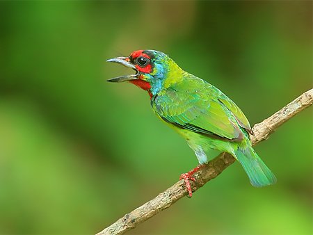 Malabar Barbet, Psilopogon malabaricus - Western Ghats endemics birding tour