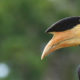 Malabar Pied Hornbill