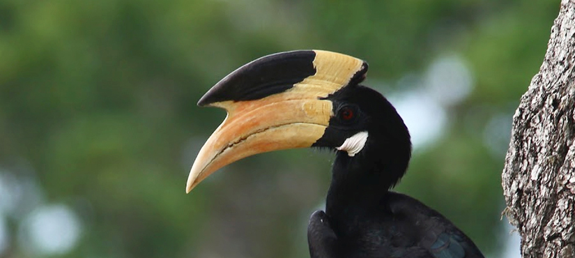 Malabar Pied Hornbill - Sri Lanka Birding Tour