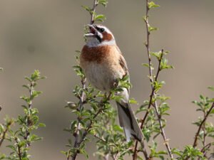 Meadow Bunting