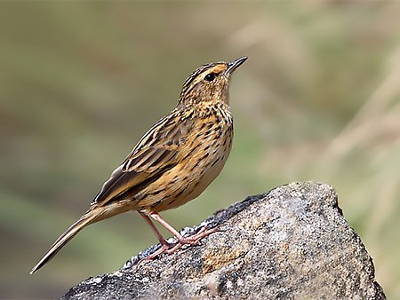 Nilgiri Pipit, Anthus nilghiriensis- Western Ghats birding tour
