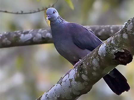 Nilgiri Wood Pigeon, Columba elphinstonii - Western Ghats endemics birding tour