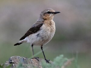 Northern Wheatear