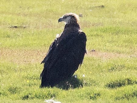 Pallas's Fish Eagle, Haliaeetus leucoryphus - Mongolia birding tour