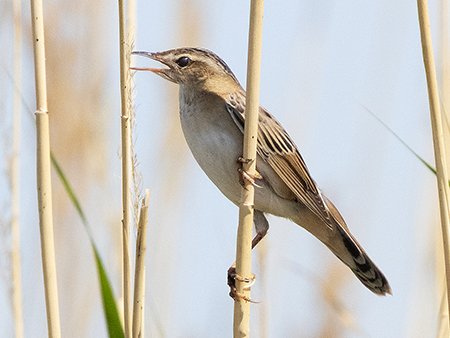 Pallas's Grasshopper Warbler, Locustella cethiola - Mongolia birding tour
