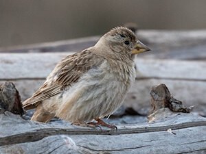 Rock Sparrow