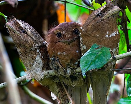 Sri Lanka Frogmouth, Batrachostomus moniliger - Western Ghats birding tour