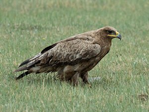 Steppe Eagle