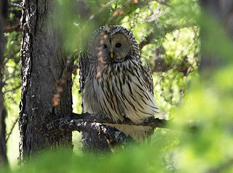 Ural Owl, Strix uralensis - Mongolia birding tour