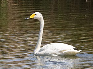 Whooper Swan