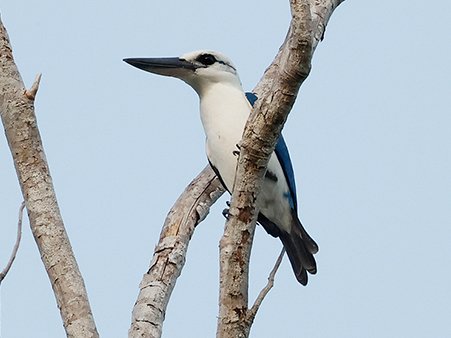 Beach Kingfisher, Todiramphus saurophagus  - Birds of West Papua