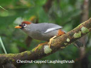 Chestnut-capped Laughingthrush