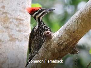 Common Flameback - Peninsula Malaysia Birding Tour