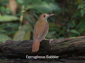 Ferruginous Babbler