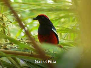 Garnet Pitta - Peninsula Malaysia Birding Tour