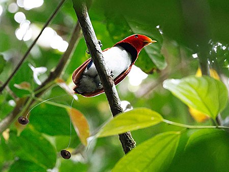 King Bird-of-Paradise - West Papua Birding Tour