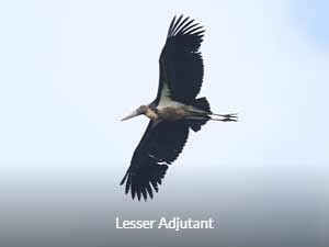 Lesser Adjutant