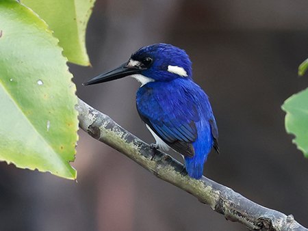 Little Kingfisher,Ceyx pusillus - West Papua Birding Tour