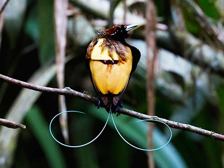 Magnificent Bird-of-Paradise - West Papua Birding Tour