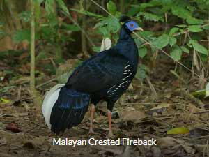 Malayan Crested Fireback