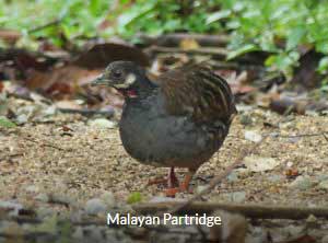 Malayan Partridge - Peninsula Malaysia Birding Tour