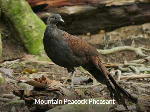 Mountain Peacock Pheasant - Peninsula Malaysia Birding Tour
